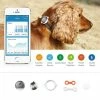 Petkit Haustier Activity Monitor FIT P2 - Intelligenter Aktivitäts-Tracker für Katzen