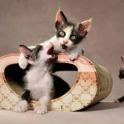 Cat-On Le Tunnel Katzenhöhle | 305 x 150 x 540 mm | Papphöhle für Katzen | Katzenmöbel & Schlafplatz