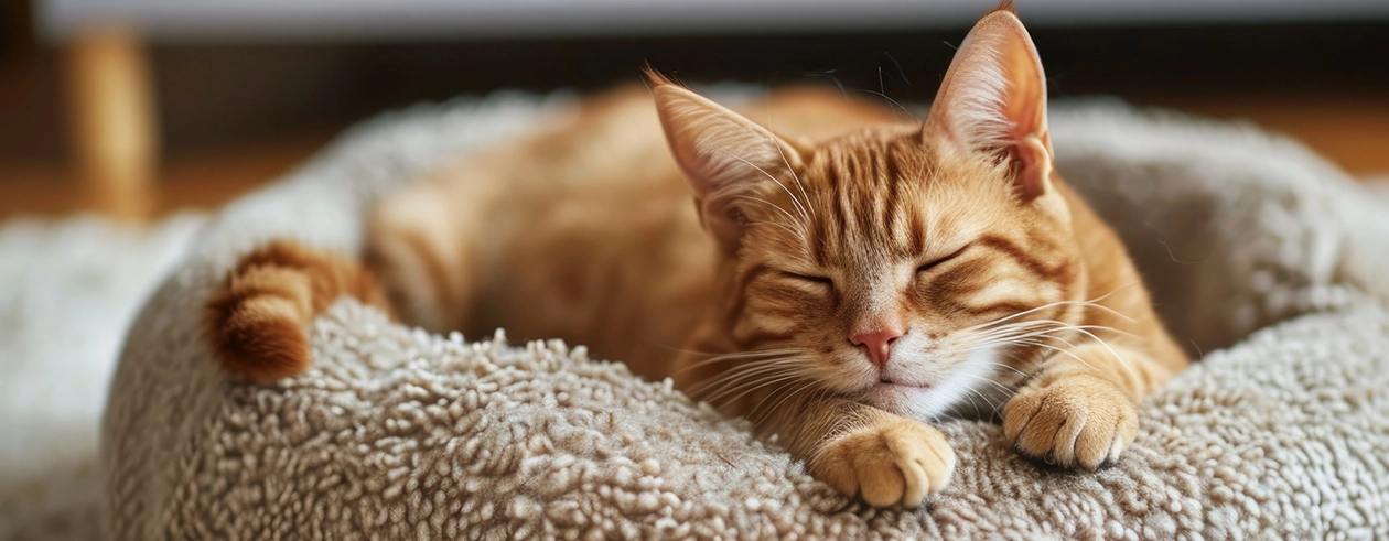 Hundefutter Geschäft 22 Hundefutter Geschäft -Hundefutter Geschäft 2024 07 Banner 1260x490 DE Katzenschlafplatz LP