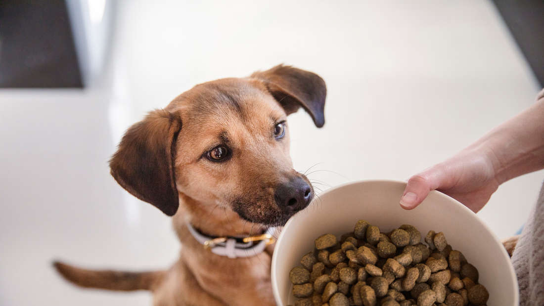 Hundefutter Geschäft 12 Hundefutter Geschäft -Hundefutter Geschäft 34051531 dog with tails com food 14fe