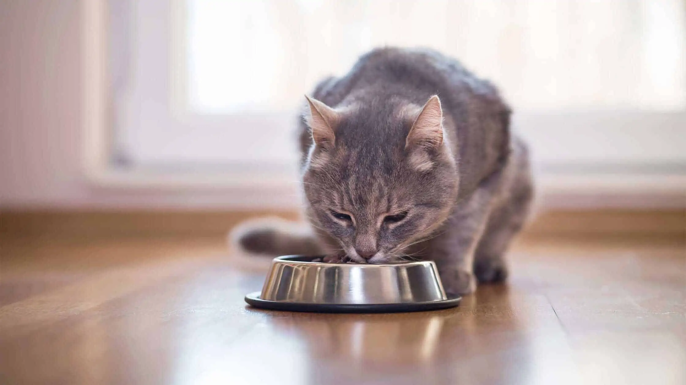 Hundefutter Geschäft 3 Hundefutter Geschäft -Hundefutter Geschäft katzenfutter aufmacher 001 2240x1260 1